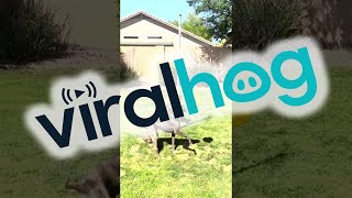 Dogs Have a Great Time with Tether Ball  ViralHog [upl. by Nowed]