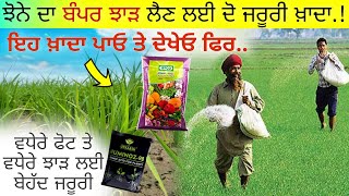 ਝੋਨੇ ਦਾ ਝਾੜ ਵਧਾਓਣ ਲਈ How to increase paddy yield in india  agri advice [upl. by Alpheus]