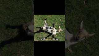 Meet the Fainting Goat [upl. by Barkley]