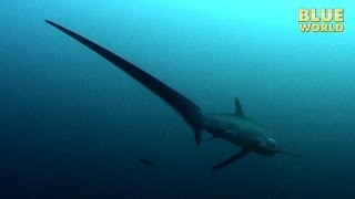 Philippines Thresher Sharks  JONATHAN BIRDS BLUE WORLD [upl. by Eiryk961]