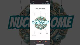 Structure of nucleosome shorts biology icse neet [upl. by Noevad330]