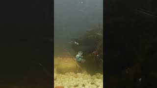 Big size Pollard parrot fish fishingvideo aquarium [upl. by Kecaj]