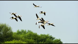 Geese Soar High in Video shorts youtube wildlife viral [upl. by Leiahtan]