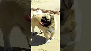 CACHORRO PUG CURTINDO UMA PRAIA [upl. by Rolland]