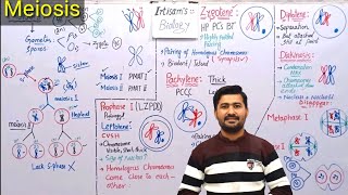 importance of meiosis  significance of meiosis  class 12 [upl. by Enimasaj]