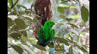 1130317馬來西亞沙巴神山賞鳥懷特黑氏黑喉綠闊嘴鳥（Whiteheads Broadbill） [upl. by Kial]