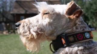 LAKELAND TERRIERS RESCUED FROM PUPPY MILL LEARN TO PLAY [upl. by Evanthe745]