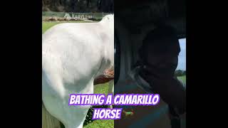 Bathing a Camarillo White Horse 🐴 horselovers shorts [upl. by Ronaele]