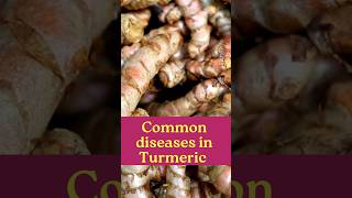 Common diseases in Turmeric farming [upl. by Chris]