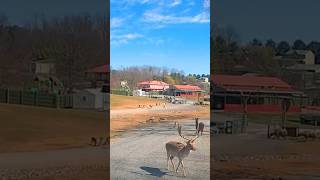 Driving through VA Safari Park  streetview819  streetview  wildlife  animals  selfdriving [upl. by Kcirddor]