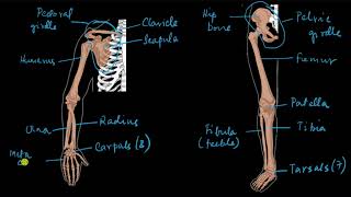 Appendicular skeleton  Locomotion and movement  Biology  Khan Academy [upl. by Blas]