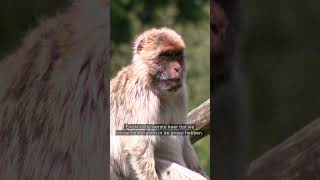 Beschuit met muisjes in GaiaZoo 🐒  L1Nieuws [upl. by Kimmy]