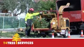 Qualified Melbourne Arborist  T4 Tree Services [upl. by Nivlad]