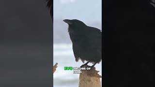 Crows Smarter Than You Think [upl. by Sabelle]