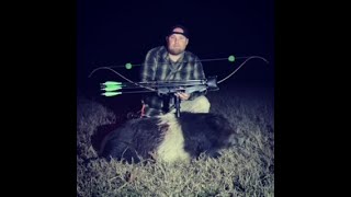 Hog down with the new Bob Lee Cobra Curve traditional bowhunt [upl. by Ardnic]