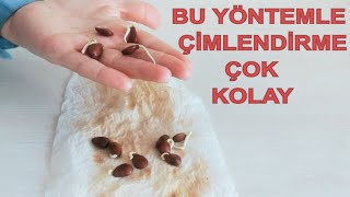 TOHUM ÇİMLENDİRMEKEÇİ BOYNUZU YETİŞTİRME KEÇİ BOYNUZU ÇEKİRDEĞİ ÇİMLENDİRME HARNUP AĞACI [upl. by Aciamaj]