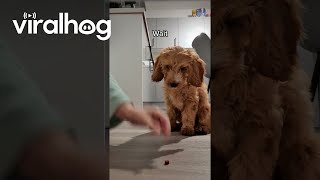 Cockapoo Puppy Is a Quick Learner  ViralHog [upl. by Ydne]