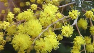 Cootamundra Wattle Acacia baileyana [upl. by Assenov]