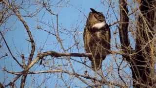 Hooting Male Great Horned Owl [upl. by Gleich124]