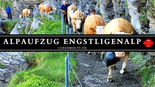 Alpaufzug Engstligenalp 2021  Berner Oberland  Schweiz  LuegemolTV [upl. by Anagnos]