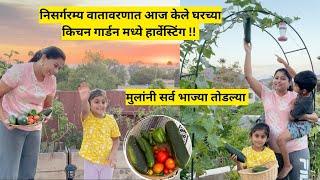 अमेरिकेत किचन गार्डन हार्वेस्टिंग  Organic Kitchen Garden Harvesting in USA  मराठी vlog [upl. by Merell]