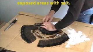 Preparing a Turkey Tail Fan Beard and Feet for Mounting [upl. by Kiah]