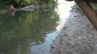 Steelhead Float Fishing In The Creek Using Double Rig With Mermaid Tail And K Mini Tube [upl. by Nahtanod31]