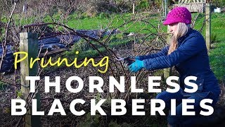 How to prune Thornless Blackberries [upl. by Eniamrahc]