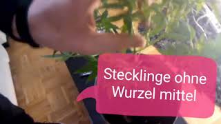 Stecklinge ohne Wurzel mittel [upl. by Jake]