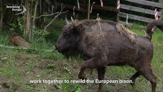 Our Europen rewilding teams celebrating 10 years Rewilding Europe [upl. by Gairc55]