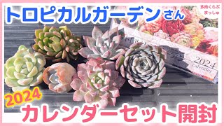 【多肉植物】トロピカルガーデンさん2024年カレンダーセット開封❣️ [upl. by Ilzel]