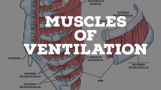 muscles of ventilation [upl. by Annerol]