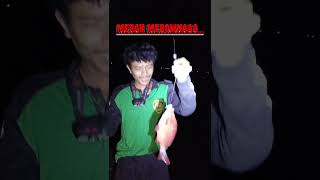 KAKAP MERAH MEROWNAAA fishing kakap mancing kakapmerah videoshort [upl. by Oneill]