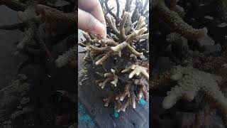 Fresh but succulent ACROPORA MURICATA [upl. by Lulu]