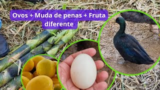 Vlog 190  Aves em postura  Fruta Nativa  Cerca do Pasto  Okiama No Sítio [upl. by Rodolph]