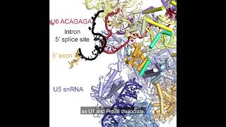 RNA Splicing by the Spliceosome Supplemental Video 3  Assembly of preB amp transition to B complex [upl. by Rigby419]