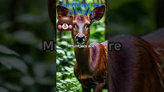 Southern Red Muntjac FUN FACT animalsshorts fun FACT [upl. by Hassi457]