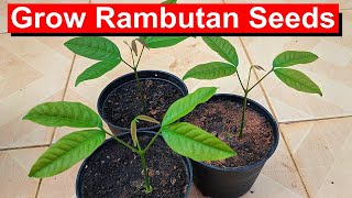 Grow Rambutan from Seed FUN and Easy English [upl. by Diaz]