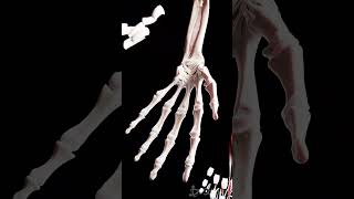 Dive Deep Into the Hand’s Anatomy anatomy meded 3danimation [upl. by Rutherford]