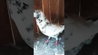 Andhra tippler pigeonviralshort pigeon biswaspigeon viralvideo kabootar [upl. by Yennaiv]