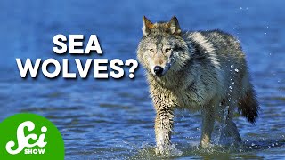 Wolves Have Taken Over a Marine Ecosystem [upl. by Barimah]