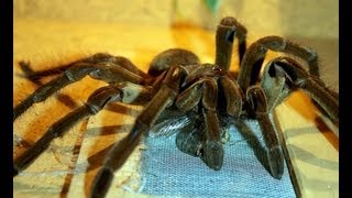 Spinnen und Insektenausstellung Ziegenhain [upl. by Sheryle]