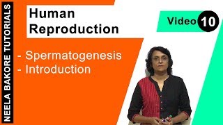 Human Reproduction  NEET  Spermatogenesis  Introduction  Neela Bakore Tutorials [upl. by Aneret]