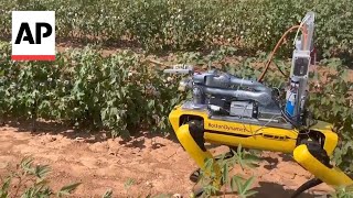 How a robotic dog that fire blasts weeds could help curb pesticide use in agriculture [upl. by Croft182]