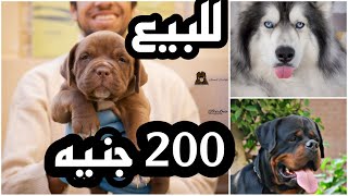 كلاب للبيع ب 200جنيه بس لاول مره في مصر بيتبول هاسكي روت وايلر جيرمن [upl. by Ebenezer729]