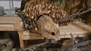 Fattailed gerbils are not arboreal [upl. by Aneed]