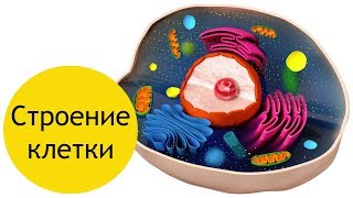 Строение клетки  кратко [upl. by Aidaas]