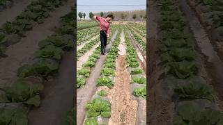 China Smart Irrigation Technique irrigation method [upl. by Kemme349]