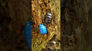 Bug Pilled on Pill Bugs isopod rolypoly insects handmade pins [upl. by Merralee201]