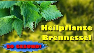 Brennnessel als Heilpflanze nutzen – mit Zubereitungstipps [upl. by Thirzi]